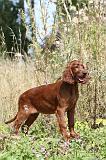 SETTER IRLANDAIS 086